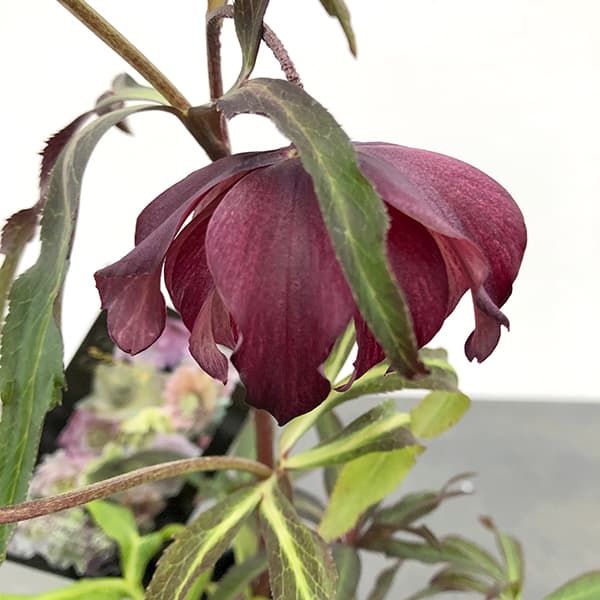 園芸ネット本店｜クリスマスローズ：セレクトダブル25-62HEXE(ヘックス