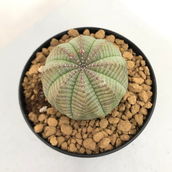 園芸ネット本店｜ユーフォルビア：オベサ 3号鉢植え の通販【公式】