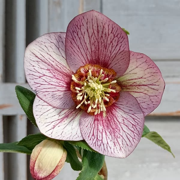 園芸ネット本店｜松村ナーセリーさんのクリスマスローズ：25-86