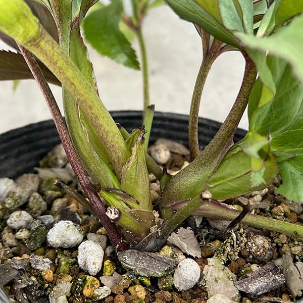 園芸ネット本店｜若泉ファームさんのクリスマスローズ：25-60ダブル