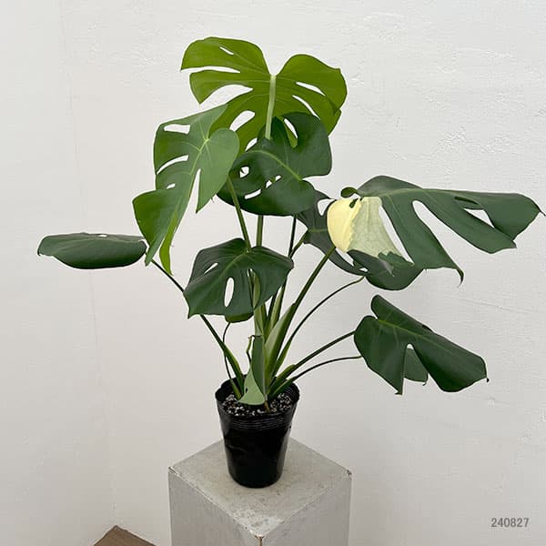 園芸ネット本店｜モンステラ：デリシオーサ 斑入り（実生株） 5号24-03