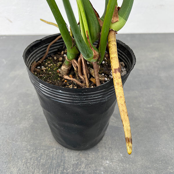 園芸ネット本店｜モンステラ：デリシオーサ 斑入り（実生株） 5号24-04