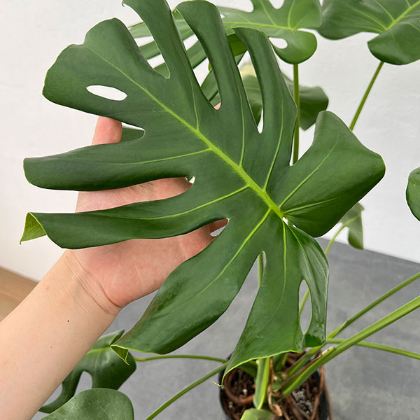 園芸ネット本店｜モンステラ：デリシオーサ 斑入り（実生株） 5号24-05