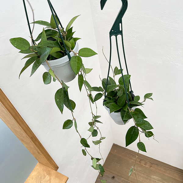 園芸ネット本店｜ホヤ：パラシティカ ブラックエッジ 4号吊り鉢 の通販