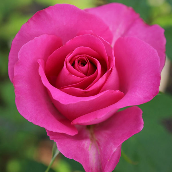 園芸ネット本店｜バラ（四季咲き大輪）：天使の愛矢大苗（産地直送品