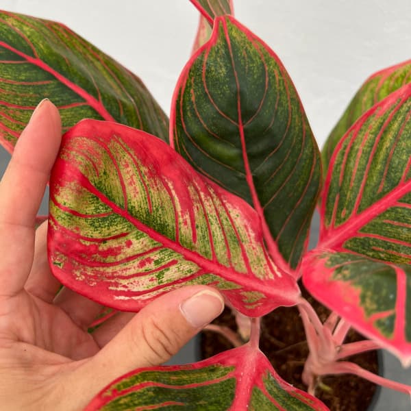 園芸ネット本店｜アグラオネマ：リップスティック カンザ 2.5号ポット