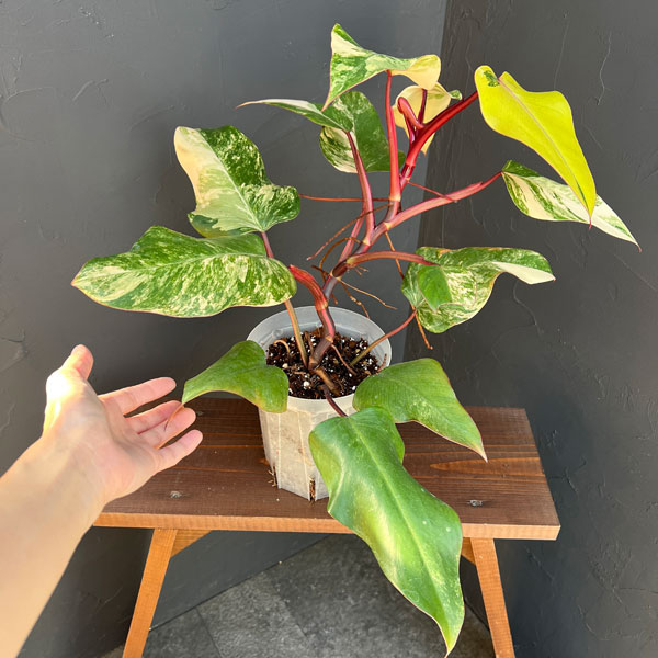 園芸ネット本店｜フィロデンドロン：ストロベリーシェイク 5号24-02 の