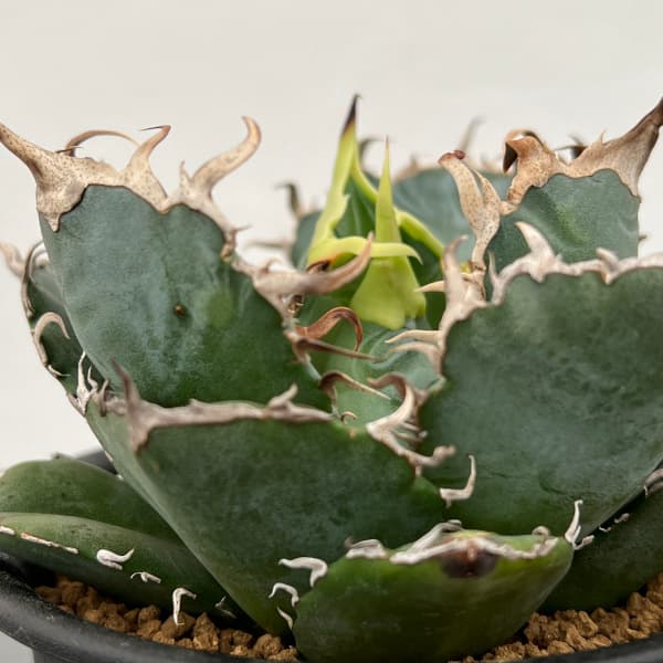 アガベ チタノタ 白鯨 WW3 コレクション株 いいね不要 アガベ チタノタ