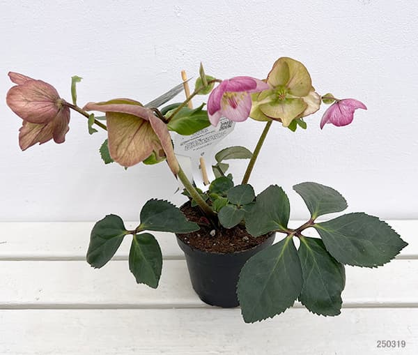 園芸ネット本店｜クリスマスローズ：*HGC 雪の妖精 リアラ4.5号ポット