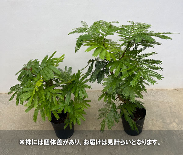 園芸ネット本店｜エバーフレッシュ 7号ポット の通販【公式】