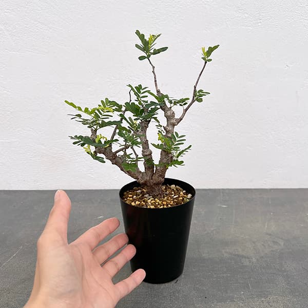 園芸ネット本店｜センナ：メリディオナリス 3号25-12 の通販【公式】