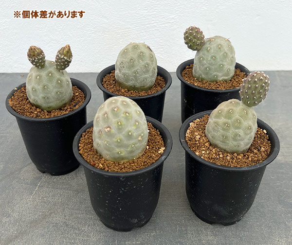 園芸ネット本店｜[ザ・ファームセレクト]サボテン：テフロカクタス