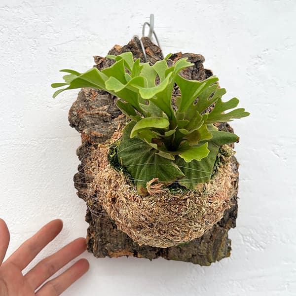 園芸ネット本店｜[ザ・ファームセレクト]ビカクシダ（コウモリラン