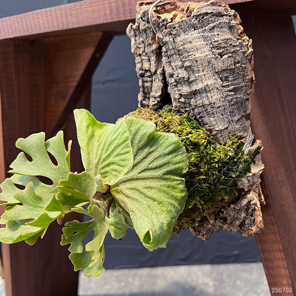 園芸ネット本店｜ビカクシダ（コウモリラン）：リドレイドワーフ