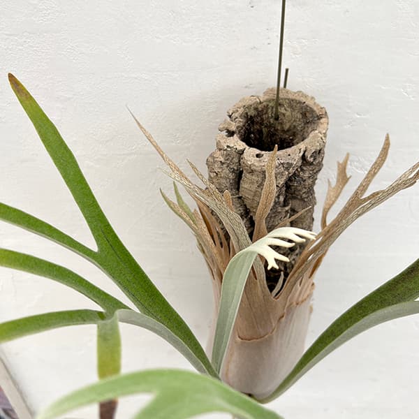 園芸ネット本店｜[ザ・ファームセレクト]ビカクシダ（コウモリラン