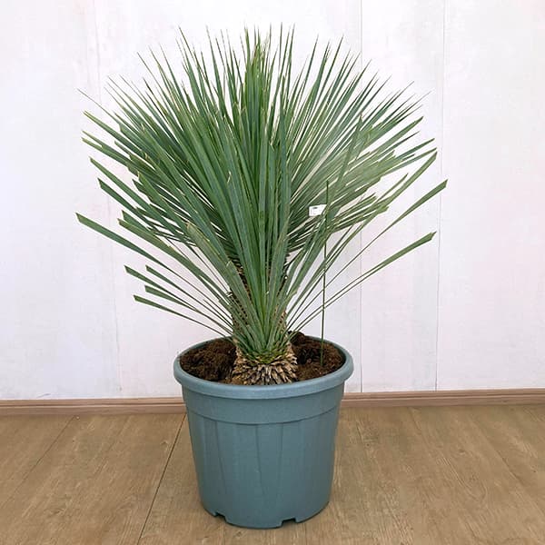 園芸ネット本店｜ユッカ：ロストラータ ブルー＆ブルー（多頭）40cm