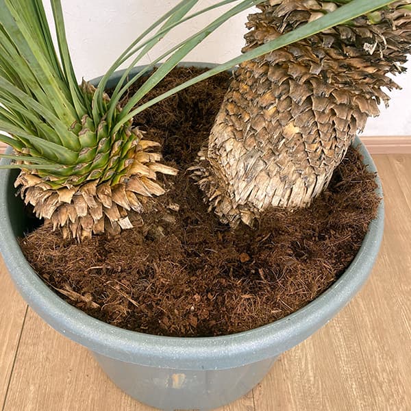 AL1204】ユッカ ロストラータ ランチョブルー（品種名）極太 AL1204