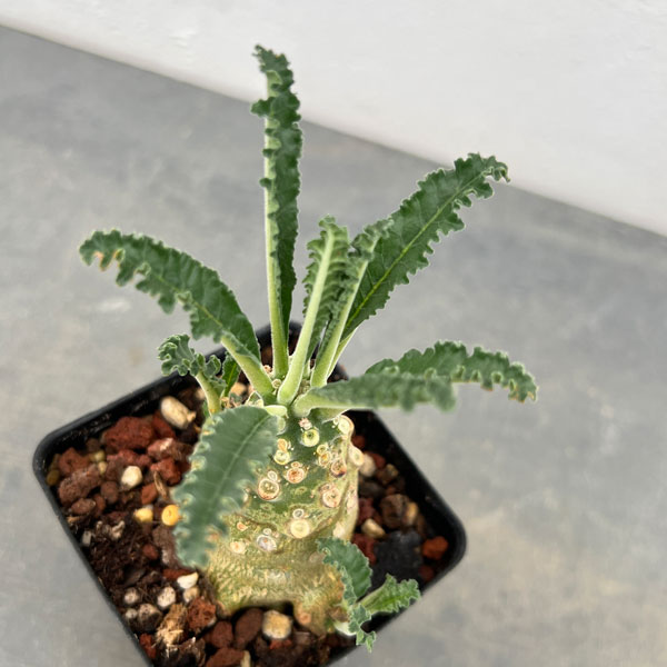 園芸ネット本店｜ドルステニア：ラブラニー 2.5号鉢植え* の通販【公式】