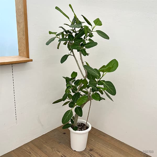 園芸ネット本店｜フィカス：ベンガレンシス 8号25-04 の通販【公式】