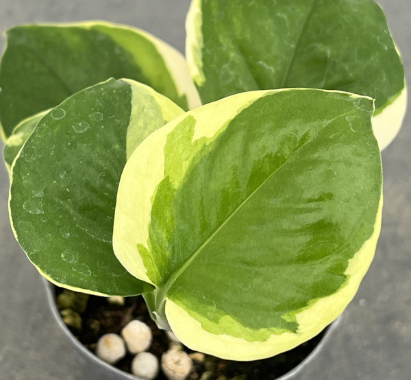 園芸ネット本店｜ポトス：AWドリーム 3号ポット の通販【公式】