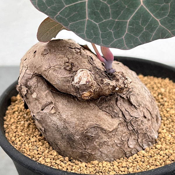 園芸ネット本店｜[ザ・ファームセレクト]ステファニア：カウィーサキー