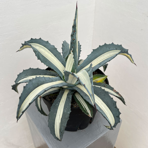 園芸ネット本店｜アガベ：アメリカーナ メディオピクタ(華厳) 7号硬質