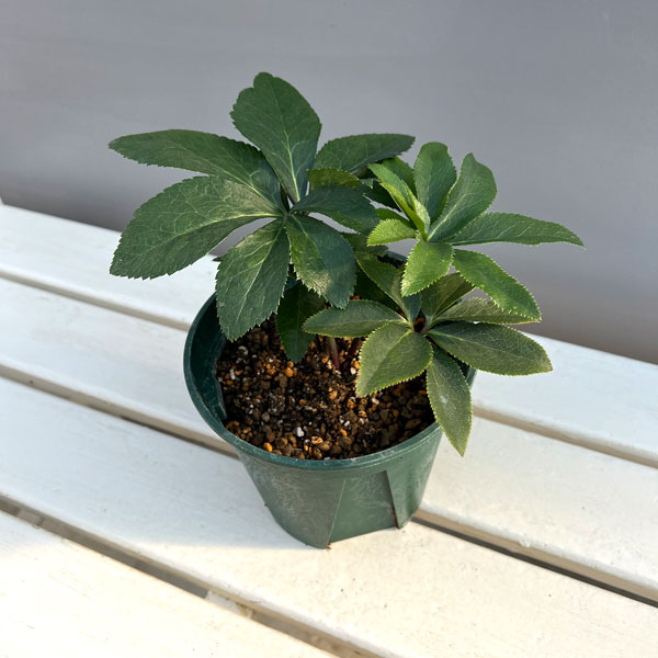 園芸ネット本店｜クリスマスローズ：珠姫（たまひめ）5号ポット の通販