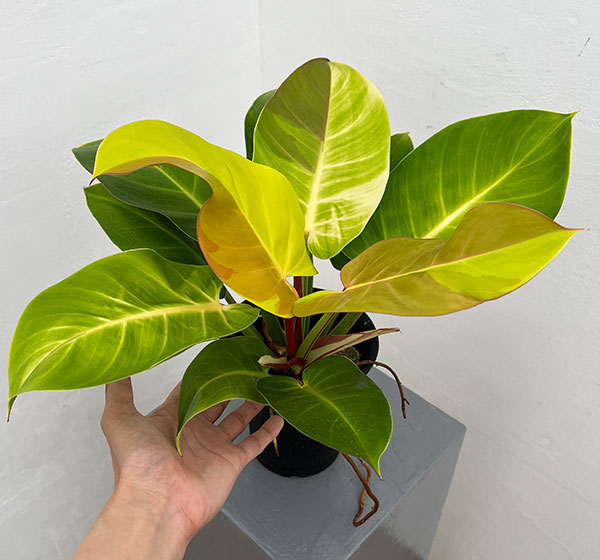 園芸ネット本店｜フィロデンドロン：イエローフレーム 4号鉢植え25-05