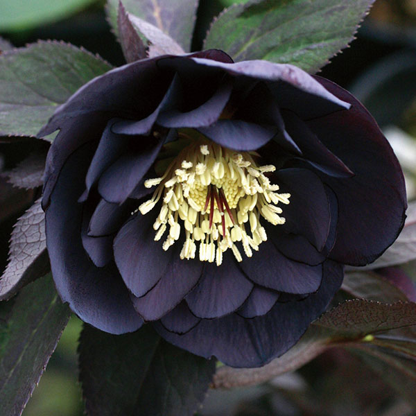 園芸ネット本店｜クリスマスローズ：ブラックダブル3号ポット の通販