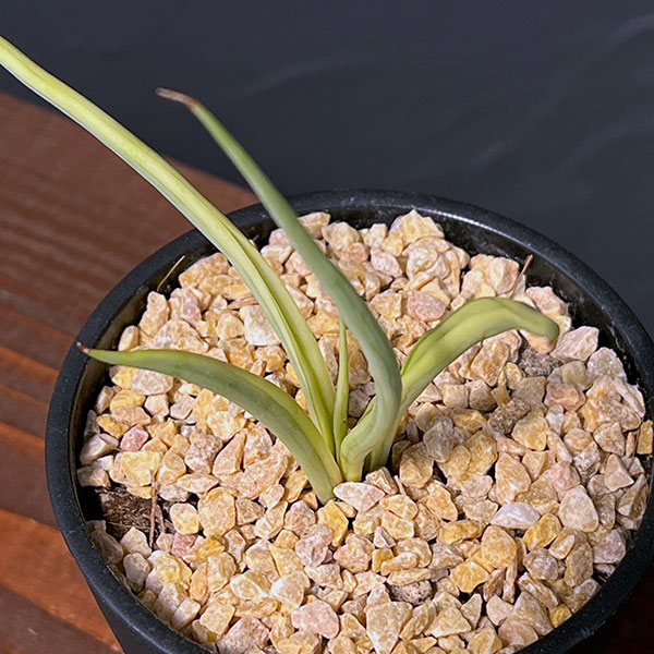 園芸ネット本店｜サンセベリア：ダンシングドラゴン 3.5号鉢植え の