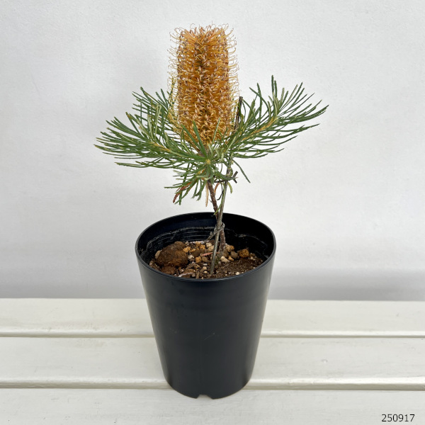 園芸ネット本店｜バンクシア：バースデイキャンドル 5号ポット の通販