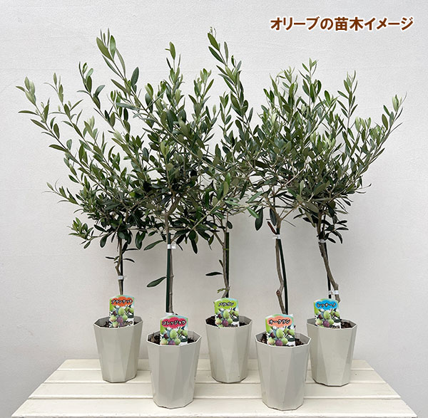 園芸ネット本店｜オリーブ：アスコラーノ スタンダード仕立て4.5号