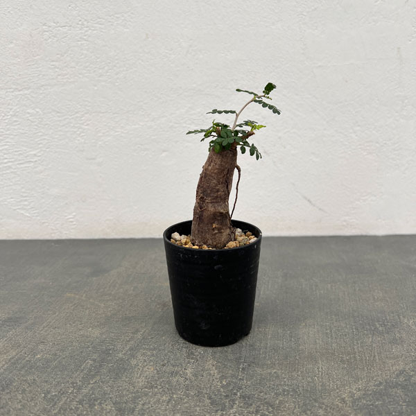 園芸ネット本店｜オペルクリカリア：パキプス（根挿し株）Mサイズ 2.5