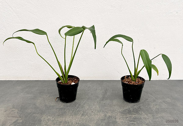 園芸ネット本店｜モンステラ：バールマルクスフレーム 3号ポット の