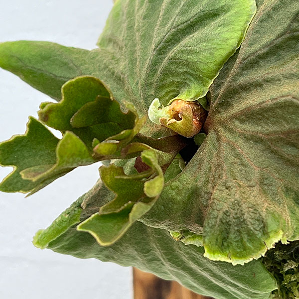 園芸ネット本店｜ビカクシダ（コウモリラン）：リドレイシルベリー