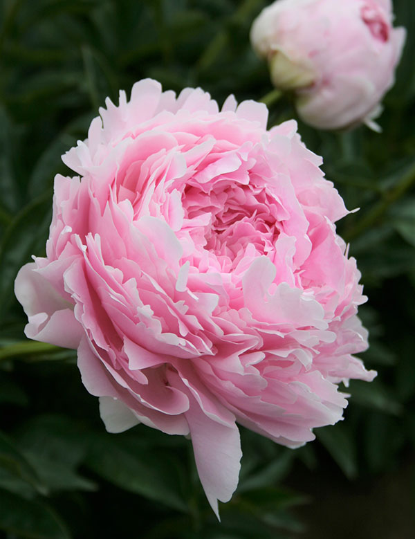 園芸ネット本店｜シャクヤク（芍薬）：ロザリオ7号ポット の通販【公式】