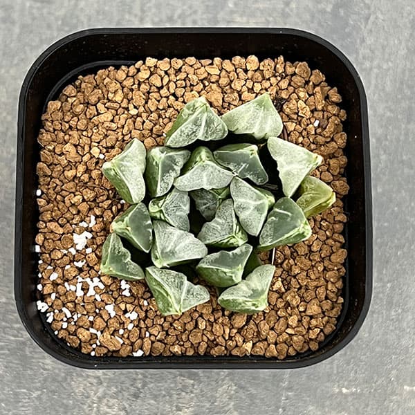 園芸ネット本店｜ハオルチア：ラブハート（ハート型の特白窓）3号