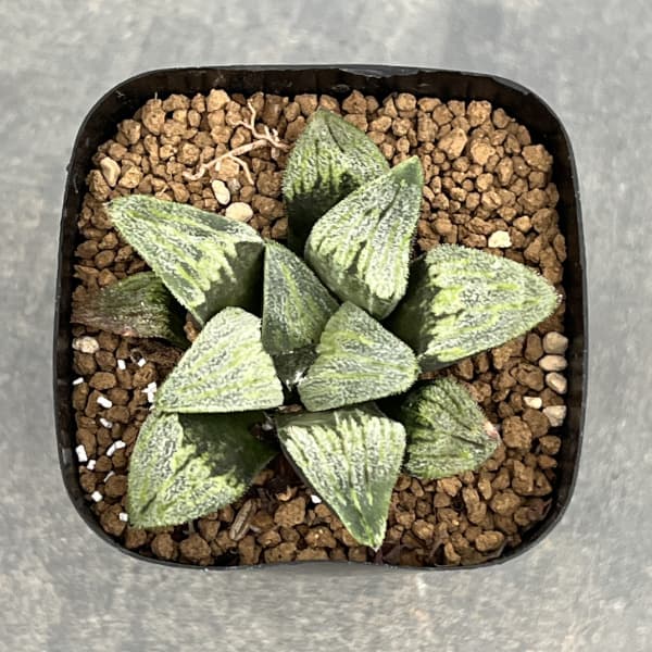 園芸ネット本店｜ハオルチア：花咲銀城特B×白銀粉雪 2.5号スクエア鉢