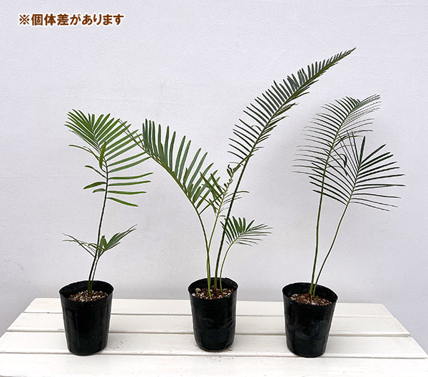 園芸ネット本店｜サイカス：sp.タイシルバー4号ポット の通販【公式】