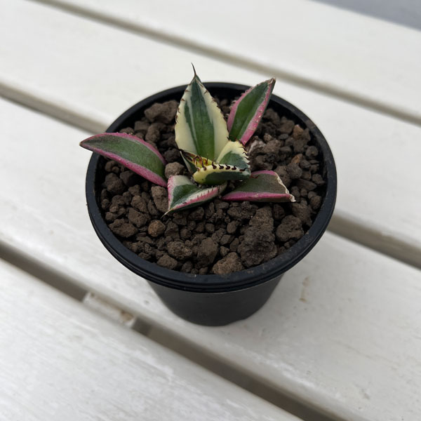 園芸ネット本店｜アガベ：チタノタ スナグルトゥース 3号ポット の通販