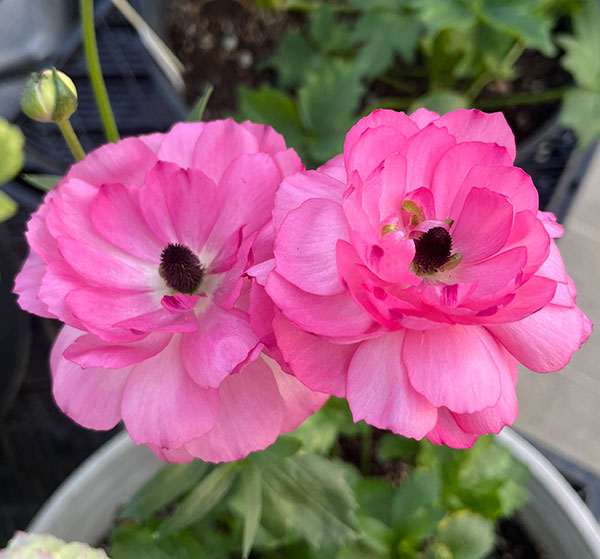 園芸ネット本店｜ラナンキュラス：ラックス ペネロペ3.5-4号ポット の