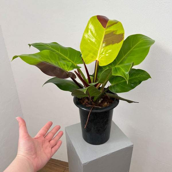 園芸ネット本店｜フィロデンドロン：イエローフレーム 5.5号25-02 の