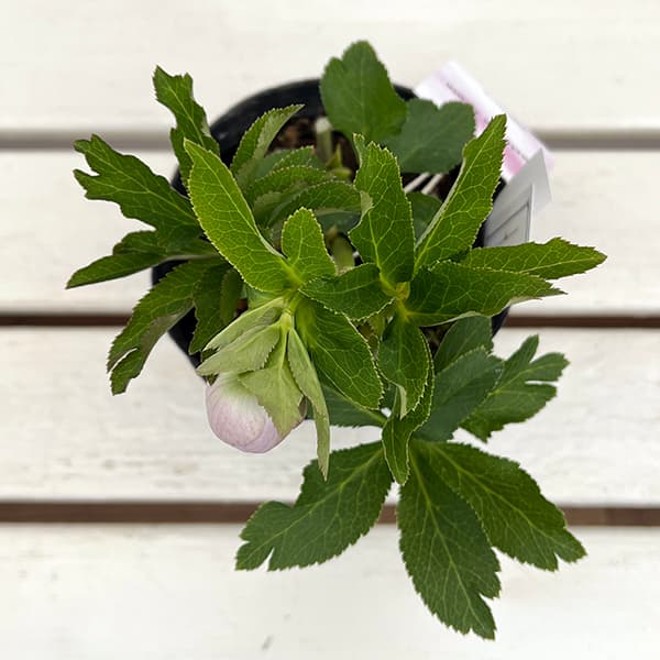 園芸ネット本店｜大和園さんのクリスマスローズ：25-16パステリッシュ