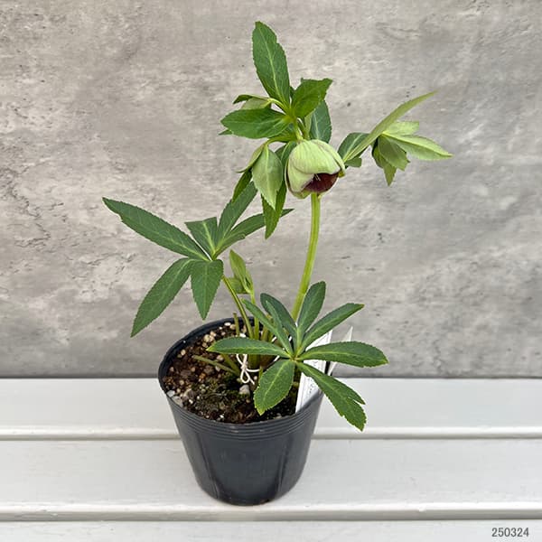 園芸ネット本店｜大和園さんのクリスマスローズ：25-20グリーンパステ