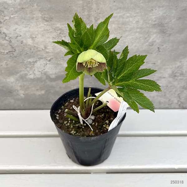 園芸ネット本店｜大和園さんのクリスマスローズ：25-18グリーンパステ