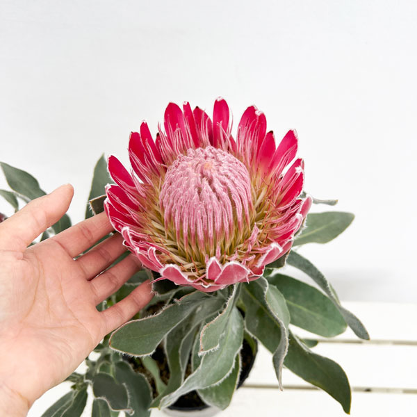 園芸ネット本店｜プロテア：ピンクプリンセス 7号鉢植え25-02 の通販