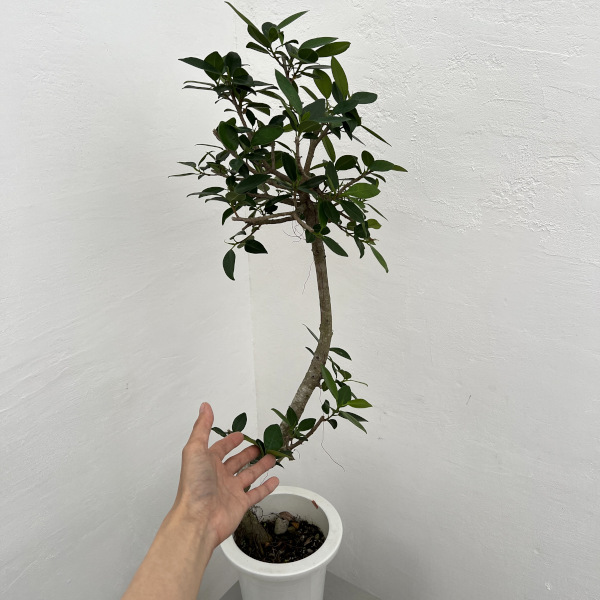 園芸ネット本店｜ガジュマル：センカクガジュマル 6号鉢植え** の通販