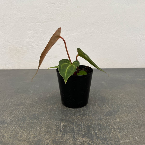 園芸ネット本店｜（わけあり特価）アンスリウム（原種）：SKGシルバー