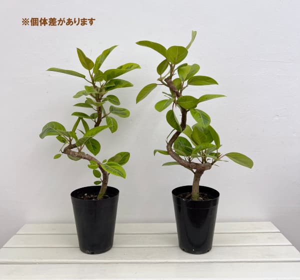 園芸ネット本店｜フィカス：アルテシマ（職人の螺旋曲がり仕立て） 5号