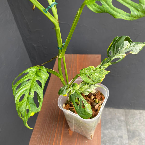 園芸ネット本店｜モンステラ：アダンソニー（マドカズラ）モットルド